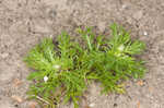 Pineapple weed <BR>Disc mayweed